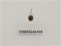 藏品(茄二十八星瓢蟲)的圖片